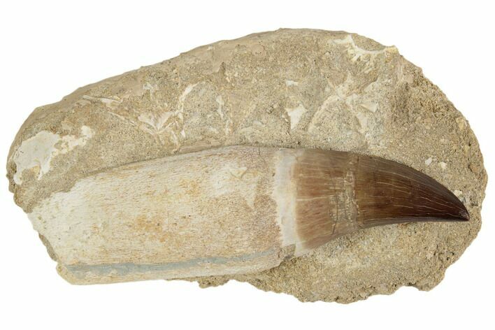 Fossil Rooted Mosasaur (Prognathodon) Tooth - Morocco #192514